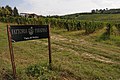 " 09 - ITALY - Vineyard and signs Emilia Romagna wine - Mollino.jpg