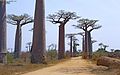 " Avenue of the Baobabs " (Adansonia grandidieri) (9576865450).jpg