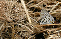 " Common Blue Group " Lycaenid (Leptotes sp.) on elephant dung (17420809491).jpg