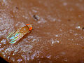 " Fruit " Fly (Drosophila sp.) close-up on fungus (15263517328).jpg