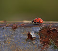 " Ladybird,ladybird " (6145298824).jpg