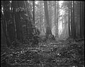 "A Beckoning Vista", Stanley Park, Vancouver, B.C. (13928364147).jpg