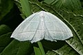 "Ghost moth" (3629959973).jpg