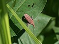 "red hippo" weevil (710016553).jpg