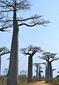 " Avenue of the Baobabs " (Adansonia grandidieri) (9574319539).jpg